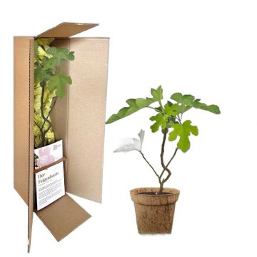 Arbre de naissance celtique - Cadeau baptême bébé